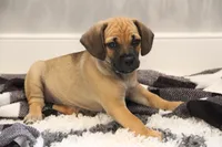 Colorado, a male Puggle for sale in Myerstown, PA – 3 of 5