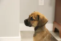 Denali, a female Puggle for sale in Myerstown, PA – 4 of 7
