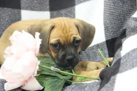 Freedom, a female Puggle for sale in Myerstown, PA – 4 of 5