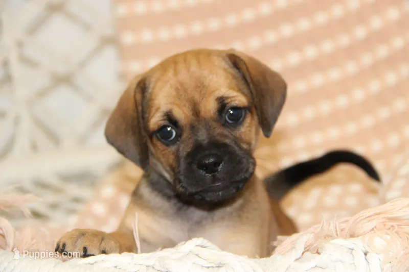 Sierra – Puggle puppy for sale in Myerstown, PA