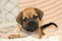 Sierra, a female Puggle for sale in Myerstown, PA – 1 of 10