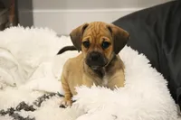 Canyon, a male Puggle for sale in Myerstown, PA – 2 of 9