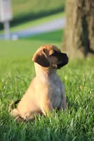 Liberty, a female Puggle for sale in Myerstown, PA – 5 of 7