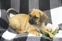 Freedom, a female Puggle for sale in Myerstown, PA – 2 of 5