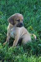 Silverado, a male Puggle for sale in Myerstown, PA – 4 of 6