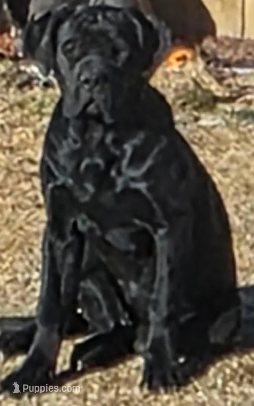 Luna – Cane Corso puppy for sale in Keenesburg, CO
