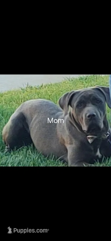 Daisy  – Cane Corso puppy for sale in Keenesburg, CO