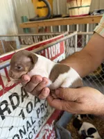 Trudi, a female Rat Terrier for sale in Decatur, IN – 3 of 10