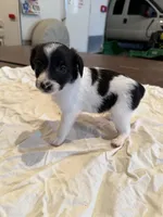 Buzz, a male Rat Terrier for sale in Decatur, IN – 10 of 10