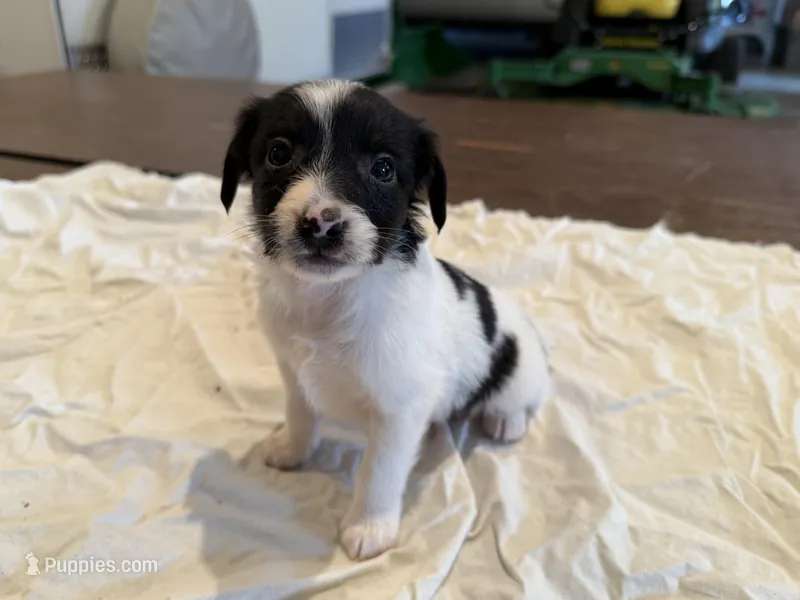 Buzz – Rat Terrier puppy for sale in Decatur, IN