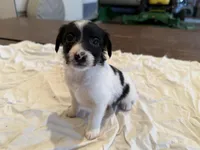 Buzz, a male Rat Terrier for sale in Decatur, IN – 1 of 10
