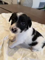 Buzz, a male Rat Terrier for sale in Decatur, IN – 4 of 10