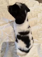 Buzz, a male Rat Terrier for sale in Decatur, IN – 5 of 10