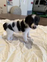Buzz, a male Rat Terrier for sale in Decatur, IN – 9 of 10