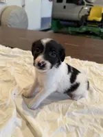 Buzz, a male Rat Terrier for sale in Decatur, IN – 3 of 10