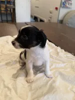 Buzz, a male Rat Terrier for sale in Decatur, IN – 2 of 10