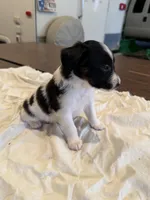 Buzz, a male Rat Terrier for sale in Decatur, IN – 7 of 10