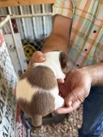 Trudi, a female Rat Terrier for sale in Decatur, IN – 5 of 10