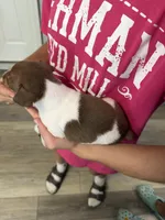 Trudi, a female Rat Terrier for sale in Decatur, IN – 4 of 10