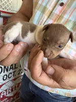 Trudi, a female Rat Terrier for sale in Decatur, IN – 6 of 10