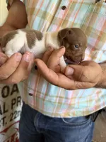 Trudi, a female Rat Terrier for sale in Decatur, IN – 8 of 10