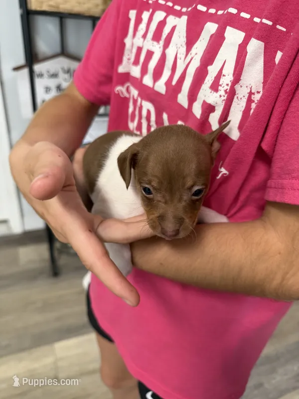Trudi – Rat Terrier puppy for sale in Decatur, IN