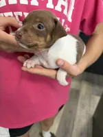 Trudi, a female Rat Terrier for sale in Decatur, IN – 2 of 10