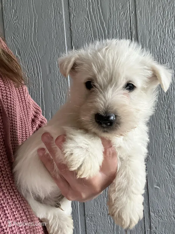 Bob – Scottish Terrier puppy for sale in Henagar, AL