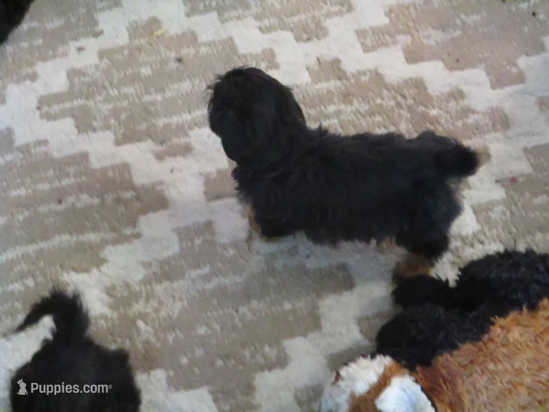 Moo Moo Female – Shihpoo puppy for sale in Henagar, AL