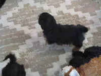 Moo Moo Female, a female Shihpoo for sale in Henagar, AL – 1 of 2