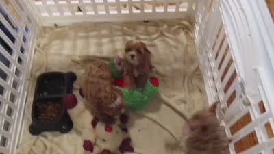 L Mop Female, a female Shihpoo for sale in Henagar, AL – 6 of 6