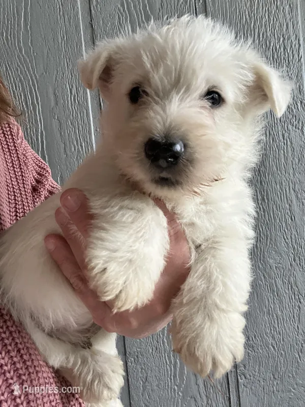 Snow white – Scottish Terrier puppy for sale in Henagar, AL
