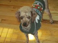 L Mop Female, a female Shihpoo for sale in Henagar, AL – 5 of 6