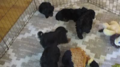 Moo Moo Boy, a male Shihpoo for sale in Henagar, AL – 6 of 7