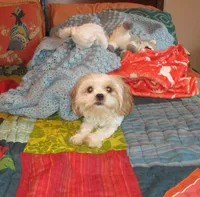 L Mop Female, a female Shihpoo for sale in Henagar, AL – 3 of 6