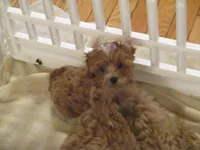 L Mop Female, a female Shihpoo for sale in Henagar, AL – 2 of 6