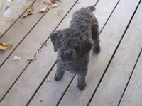 Moo Moo Boy, a male Shihpoo for sale in Henagar, AL – 4 of 7