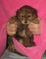 Cora F brown, a female Shihpoo for sale in Henagar, AL – Photo 1 of 2
