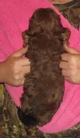 Cora F brown, a female Shihpoo for sale in Henagar, AL – Photo 2 of 2