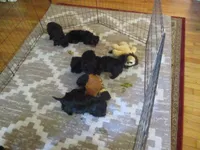 Moo Moo Boy, a male Shihpoo for sale in Henagar, AL – 2 of 7
