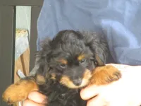 Moo Moo Boy, a male Shihpoo for sale in Henagar, AL – 8 of 10
