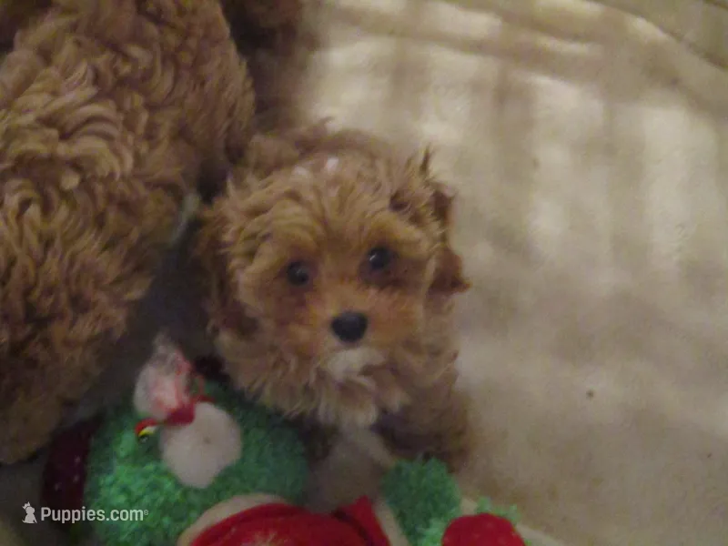 L Mop M, a male Shihpoo for sale in Henagar, AL – 1 of 1
