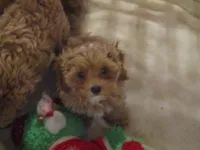 L Mop M, a male Shihpoo for sale in Henagar, AL – 1 of 1