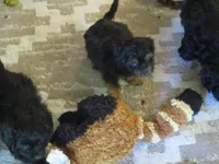 Moo Moo Boy, a male Shihpoo for sale in Henagar, AL – 1 of 7