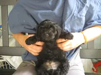 Moo Moo Boy, a male Shihpoo for sale in Henagar, AL – 9 of 10