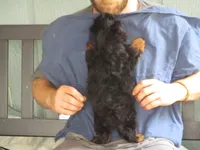 Moo Moo Boy, a male Shihpoo for sale in Henagar, AL – 10 of 10