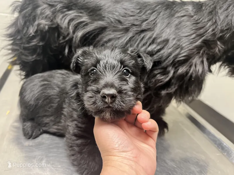 Kiki – Scottish Terrier puppy for sale in Henagar, AL