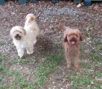 L Mop Female, a female Shihpoo for sale in Henagar, AL – 4 of 6