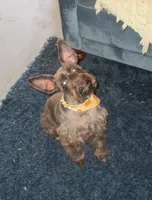 Brownie, a female Miniature Schnauzer for sale in Henagar, AL – Photo 3 of 3