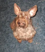 Brownie, a female Miniature Schnauzer for sale in Henagar, AL – Photo 1 of 3